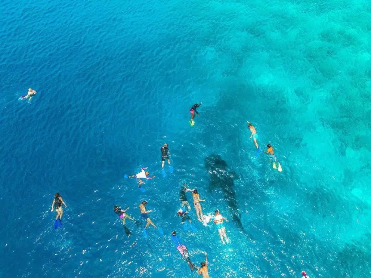 Whale Shark Snorkeling