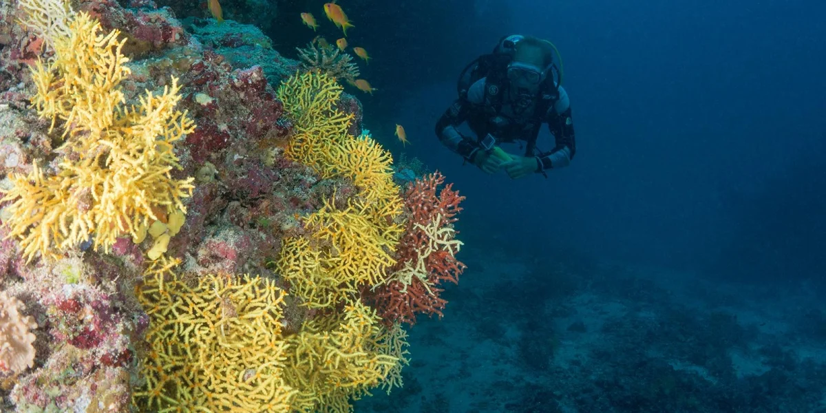 Diving