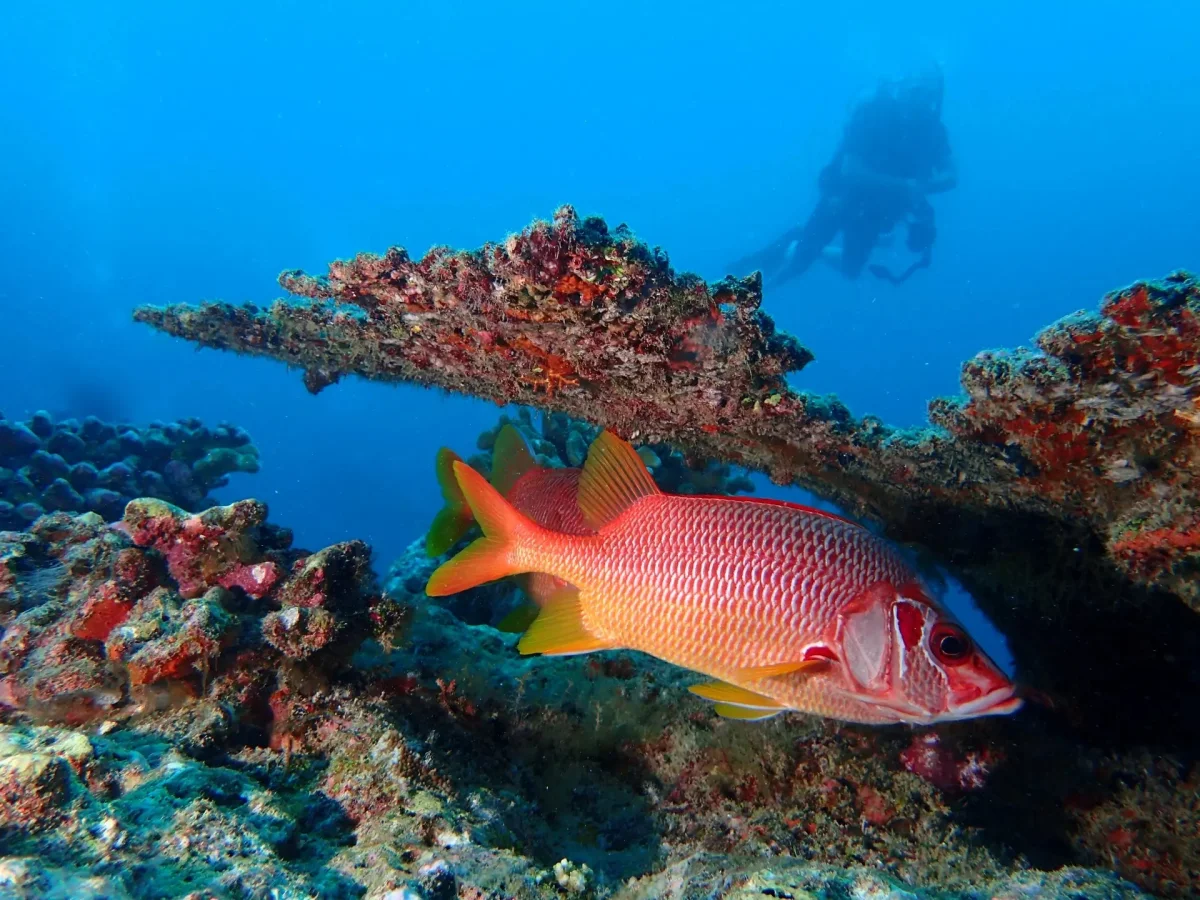 Diving