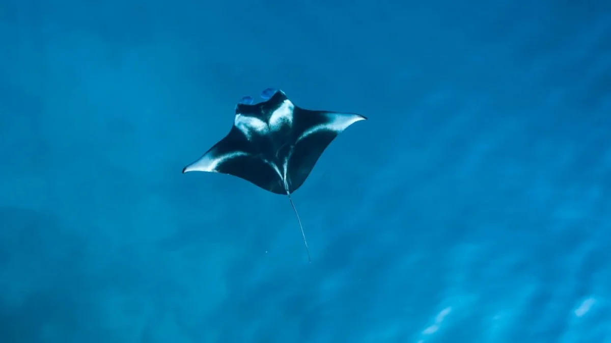Manta Snorkeling