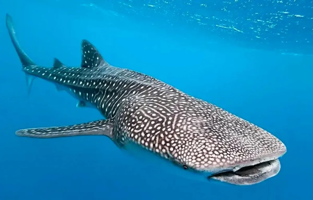 Whaleshark Snorkeling