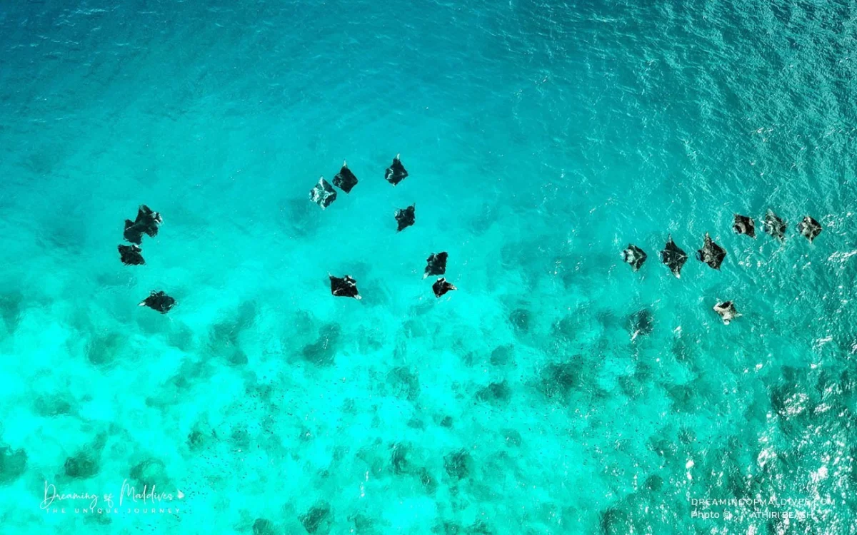 Manta Ray Snorkeling