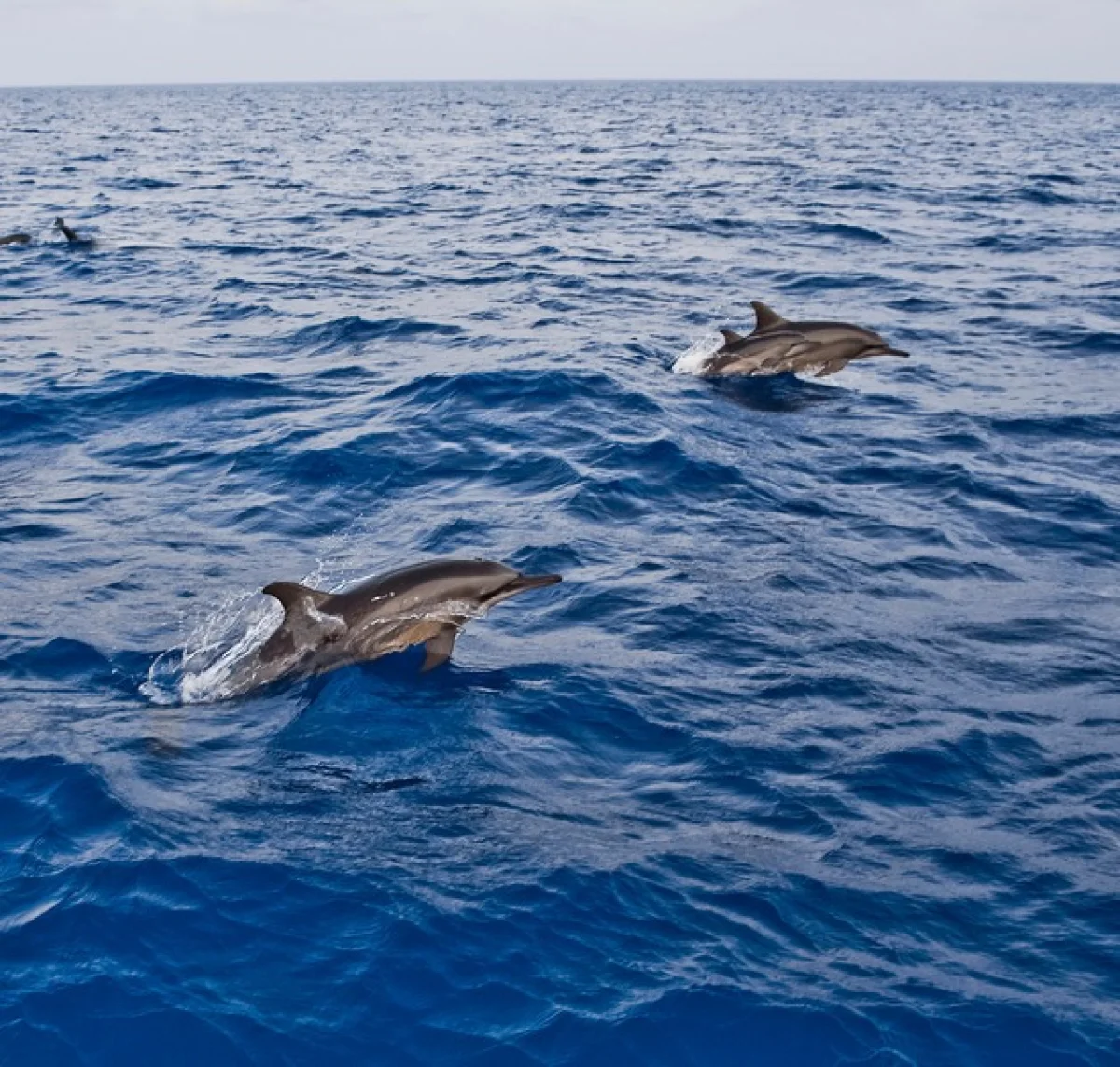 Sunset Dolphin Cruise