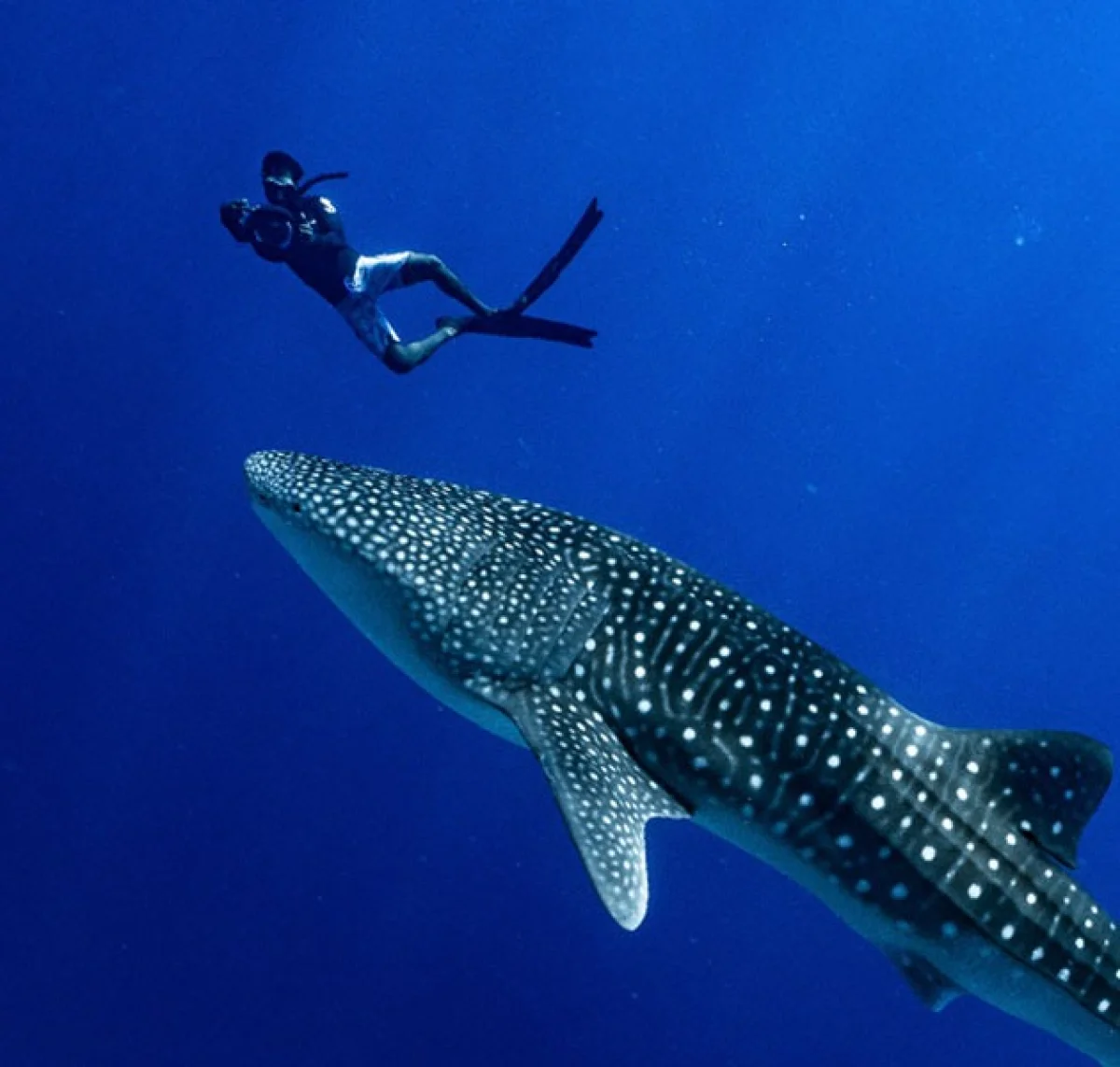 Whale Shark Expedition