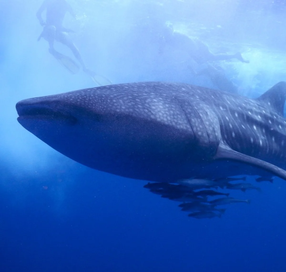 Whale Shark Expedition