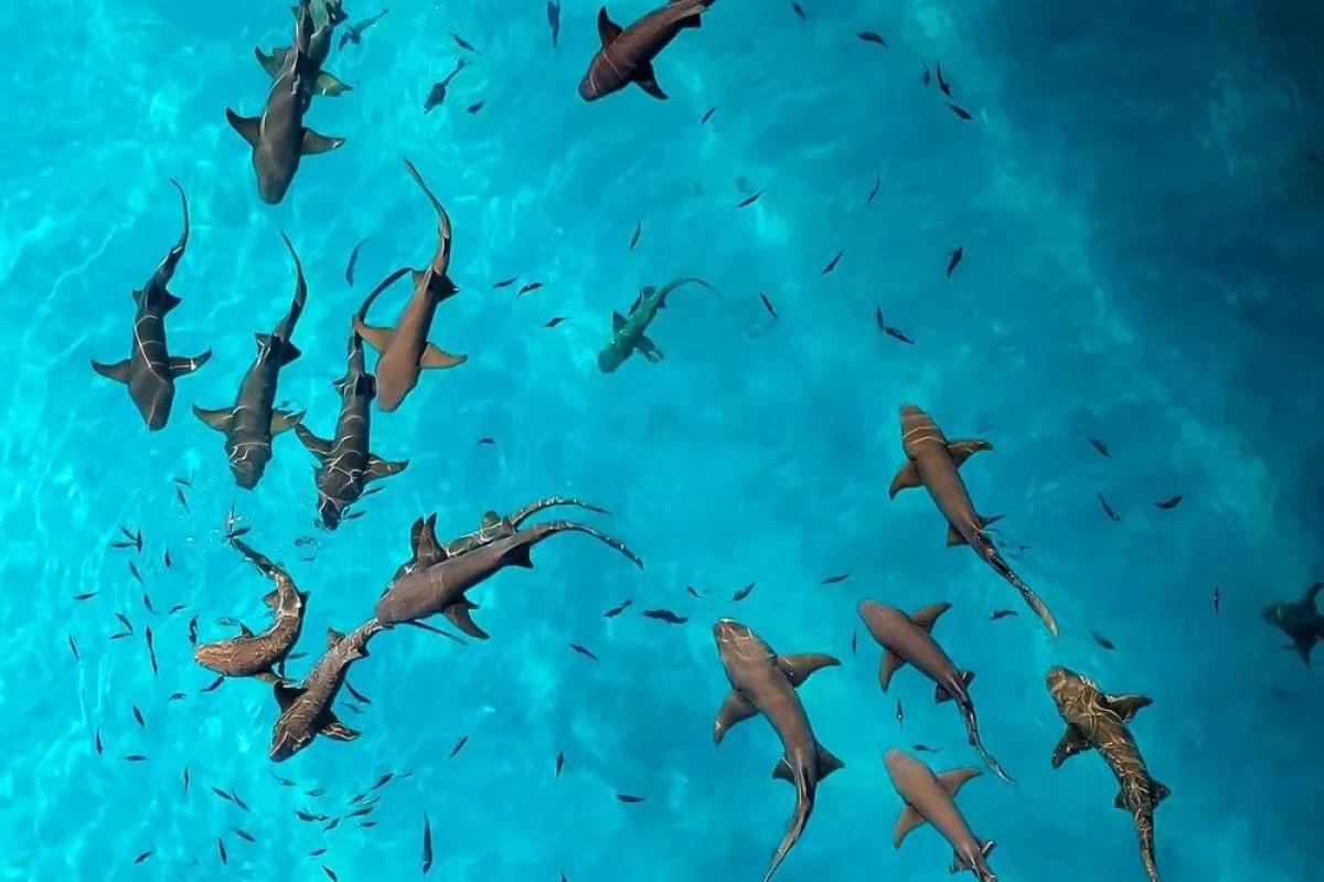 Nurse Shark Snorkelling