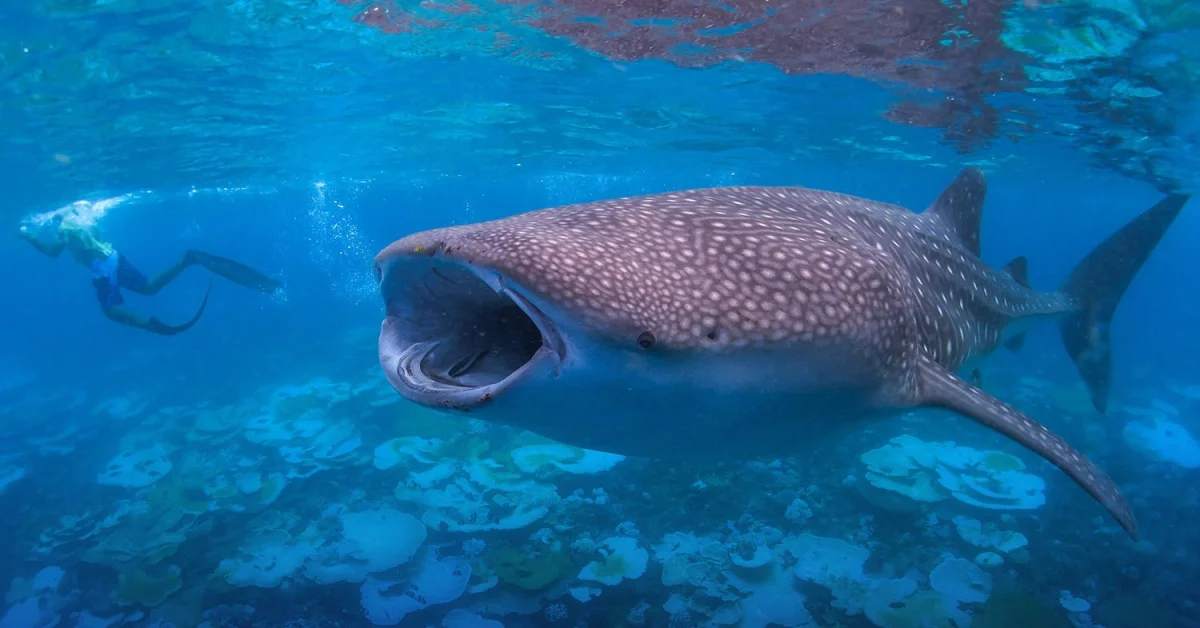 Whale Shark Snorkeling