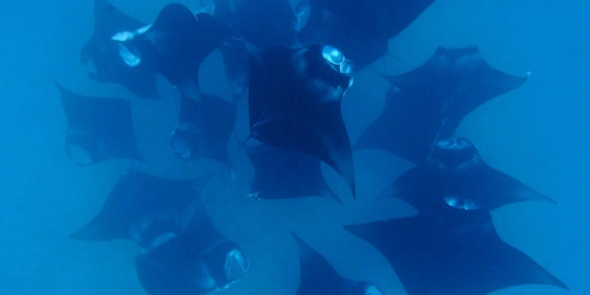 Diving