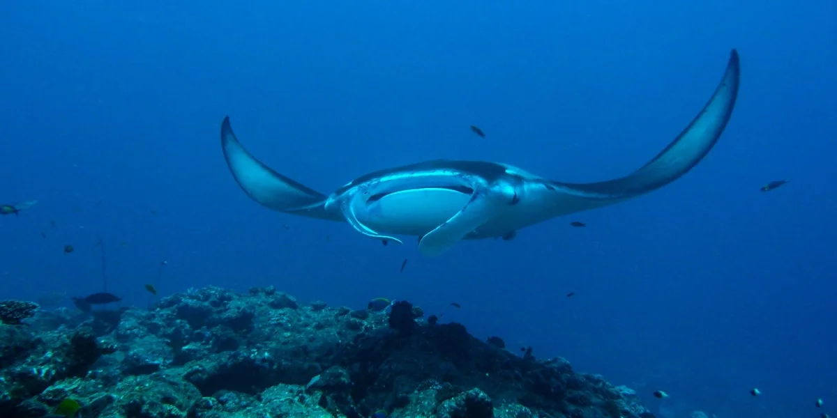 Diving
