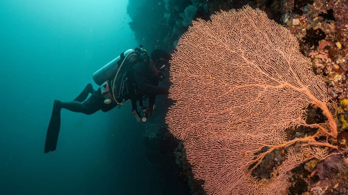 Scuba Diving
